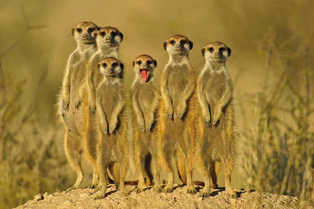 p126_small_ist2_1684113_suricate_meerkat_family-150dpi