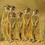 p126_small_ist2_1684113_suricate_meerkat_family-150dpi