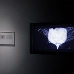 Exposición Afecciones Colaterales/ Festival de Artes Electrónicas y Video TRANSITIO_MX 4.