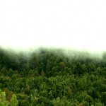 Verde_Vano