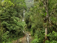 Bosque húmedo tropical