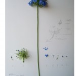 Herbarium of Artificial Plants