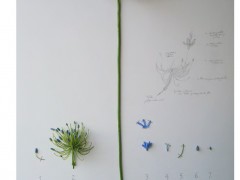 Herbarium of Artificial Plants