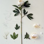 Herbarium of Artificial Plants