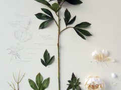 Herbarium of Artificial Plants