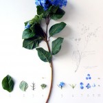 Herbarium of Artificial Plants