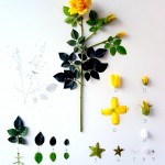 Herbarium of Artificial Plants