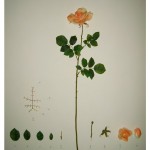 Herbarium of Artificial Plants