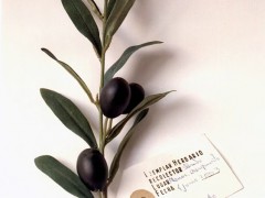 Herbarium of Artificial Plants