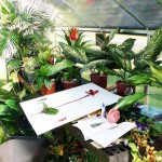 Greenhouse, 2007
