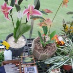 Greenhouse, 2007