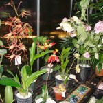 Greenhouse, 2007
