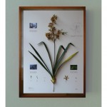 Herbarium of Artificial Plants