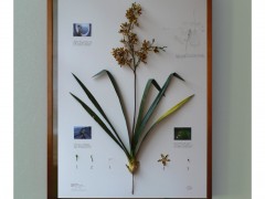 Herbarium of Artificial Plants