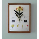 Herbarium of Artificial Plants