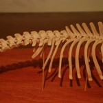 Cetus. 2009-10