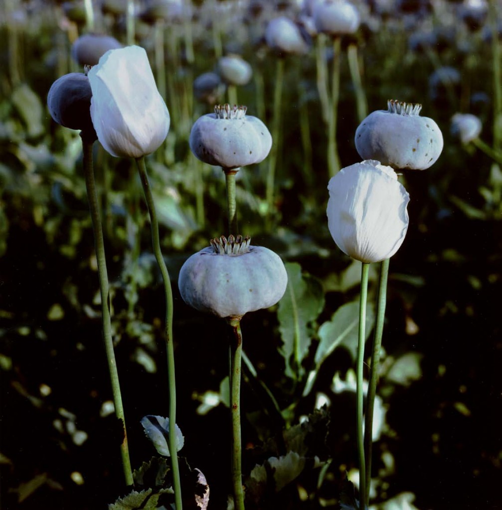 Papaver Somniferum