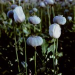 Papaver Somniferum