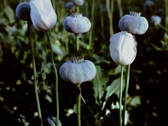 Papaver Somniferum