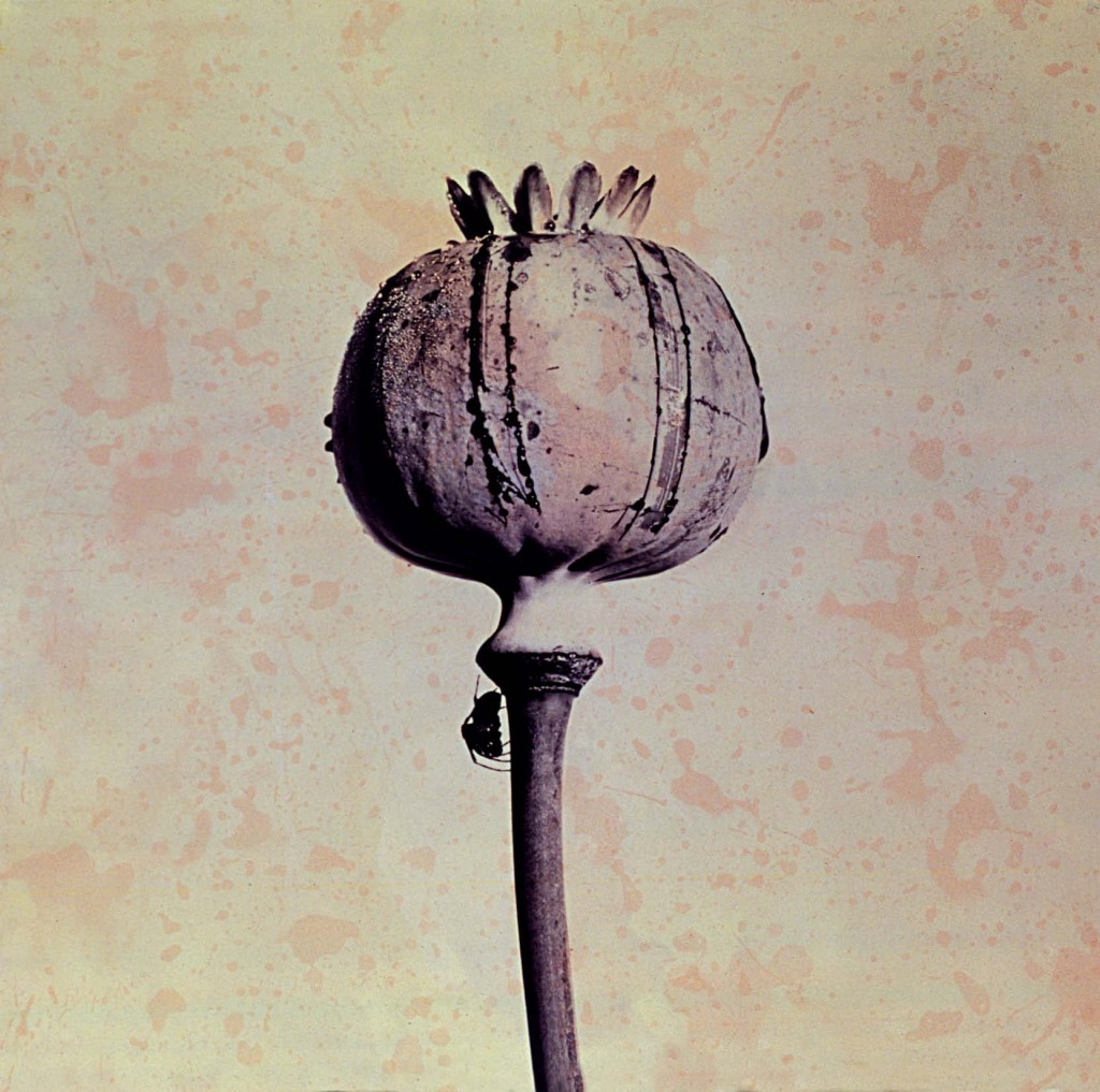 Papaver Somniferum