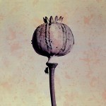 Papaver Somniferum