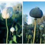 Papaver Somniferum