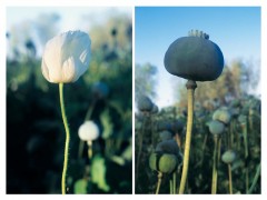 Papaver Somniferum