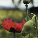 Papaver Somniferum