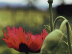 Papaver Somniferum