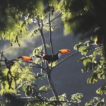 Garden, Wildlife & Extras