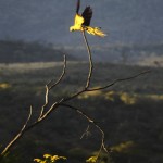 Garden, Wildlife & Extras