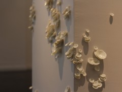 Instalación-hongo, sin título, Galería Vasari, 2013