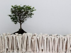 Carbono 14 - Rafael Gomez Barros - Vida No Orgánica  -cerámica, tierra negra, bonsai y madera 2015