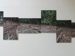 Ser creciente, Intervención in situ, madera 6 Fotografías cada una de 100 x 70 cm.  composición total de 510 x 150 c.m, 2009