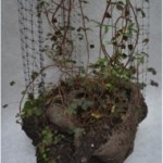 Semillas de escultura, Tierra aglomerada,  varias especies de  enredaderas andinas, estructura colgante en malla plástica y cable de acero.  dimensiones muy variables, peso promedio 30K, 2013