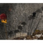 Gnomon, intervención in situ, aguatinta sobre piedra 7 fotografías de 35 x  50 cm, 2013