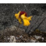 Gnomon, intervención in situ, aguatinta sobre piedra 7 fotografías de 35 x  50 cm, 2013