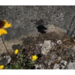Gnomon, intervención in situ, aguatinta sobre piedra 7 fotografías de 35 x  50 cm, 2013