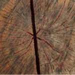 En memoria, Intervención in situ, Lacre y árbol talado, 2009