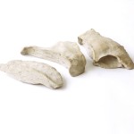 The Anatomy of the Landcape
Bread Bones, series