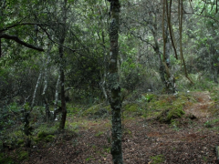 Theodor Kaczynski, connu sous le nom d’Unabomber, a vécu de 1971 à 1996 seul, dans une maison au milieu de la forêt. Ce qui pourrait être une simple reconstitution documentaire des lieux habités est problématisée ici par l’ajout d’une série de couches de sens volontairement « fausses », mais qui intriguent.