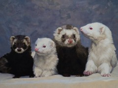 "ferrets"