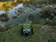 Plantas Nómadas