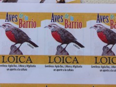 Aves de tu barrio