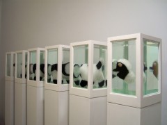 Six Little Cows (or About the study of leading roles ), 2008.