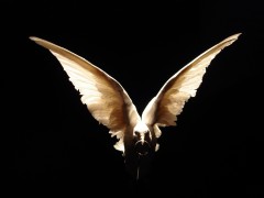 Untitled (White dove)