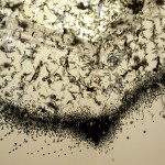« L’Effet Charcot »