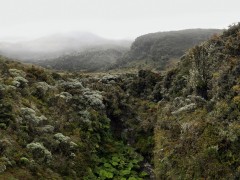 Bosque enano en el cauce de la Quebrada San Francisco, páramo del volcán Puracé