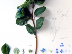 Herbarium of Artificial Plants