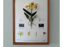 Herbarium of Artificial Plants